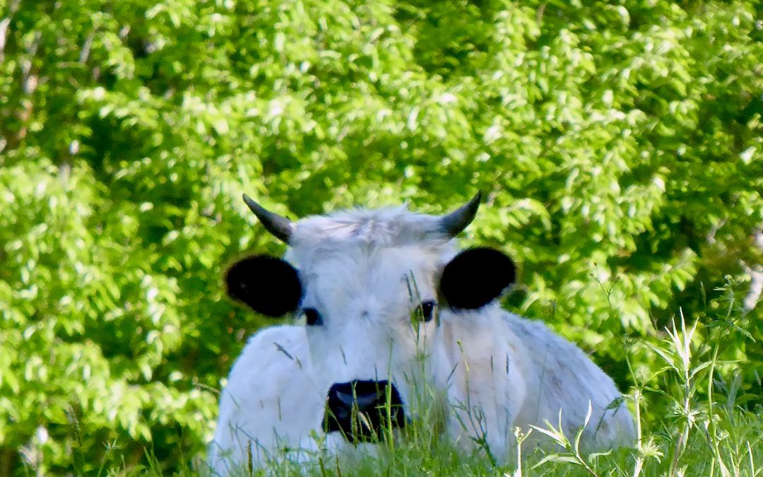 Summertime Cow