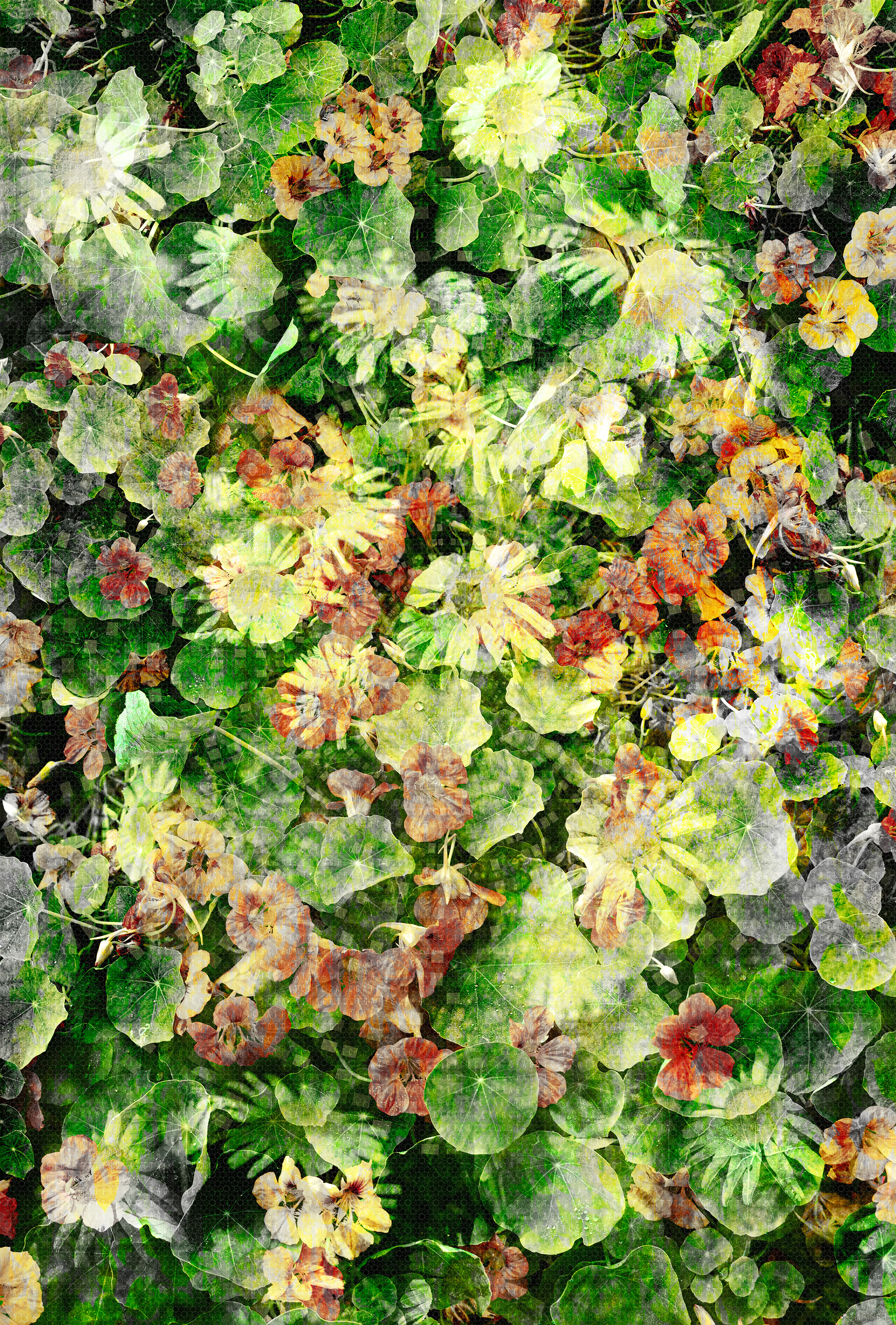 Nasturtiums I
