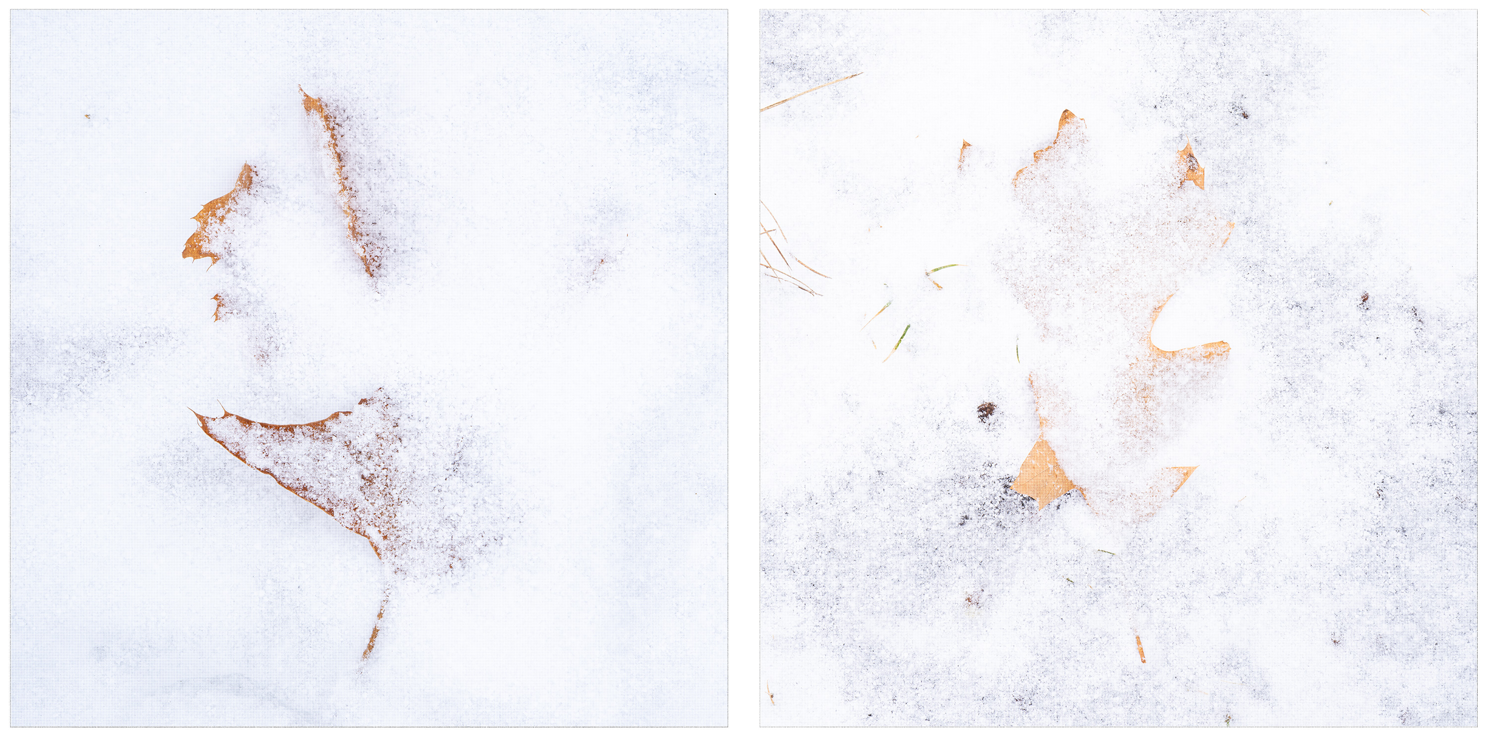 Leaf + Snow 2x