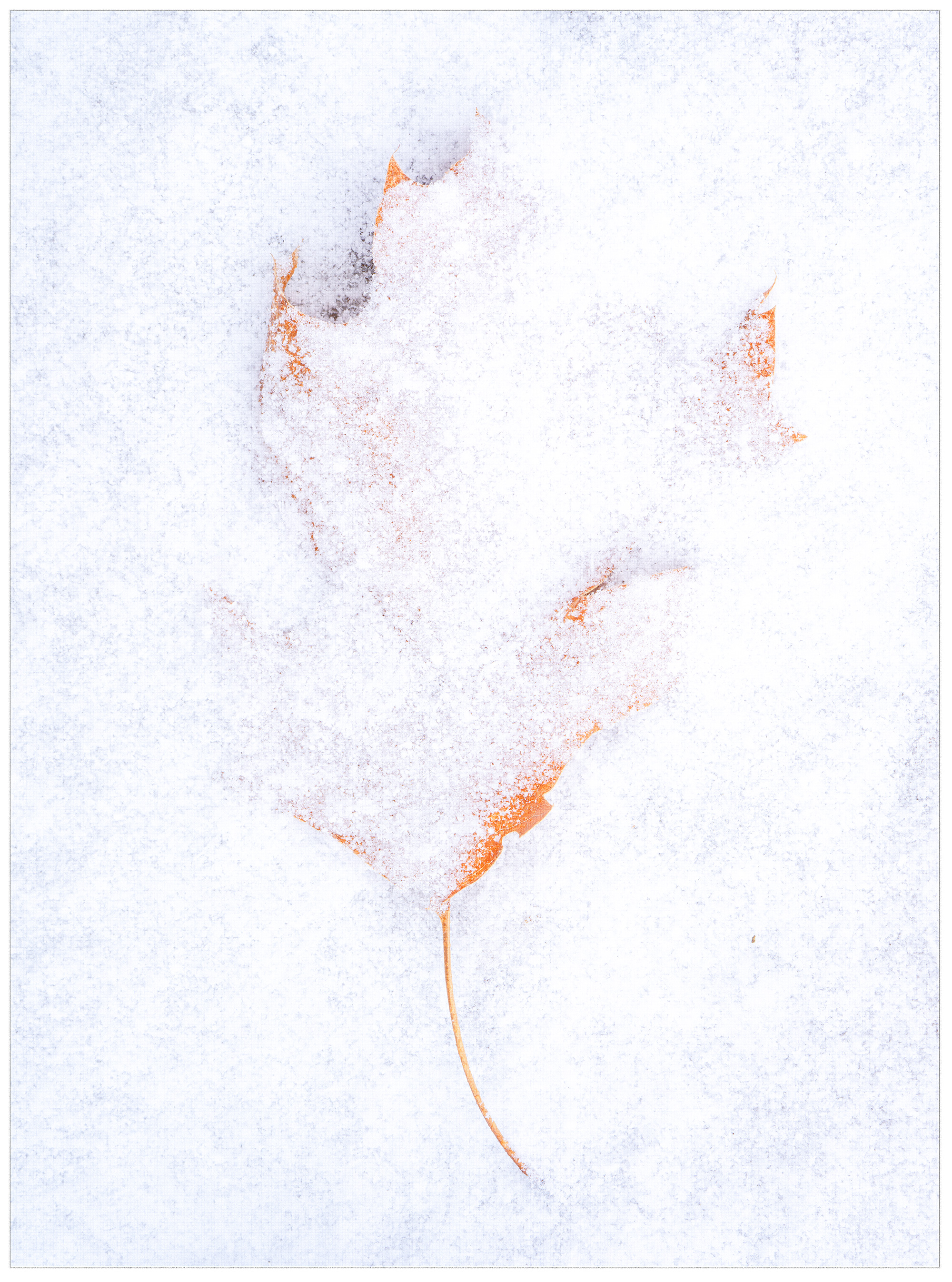 Leaf + Snow 3