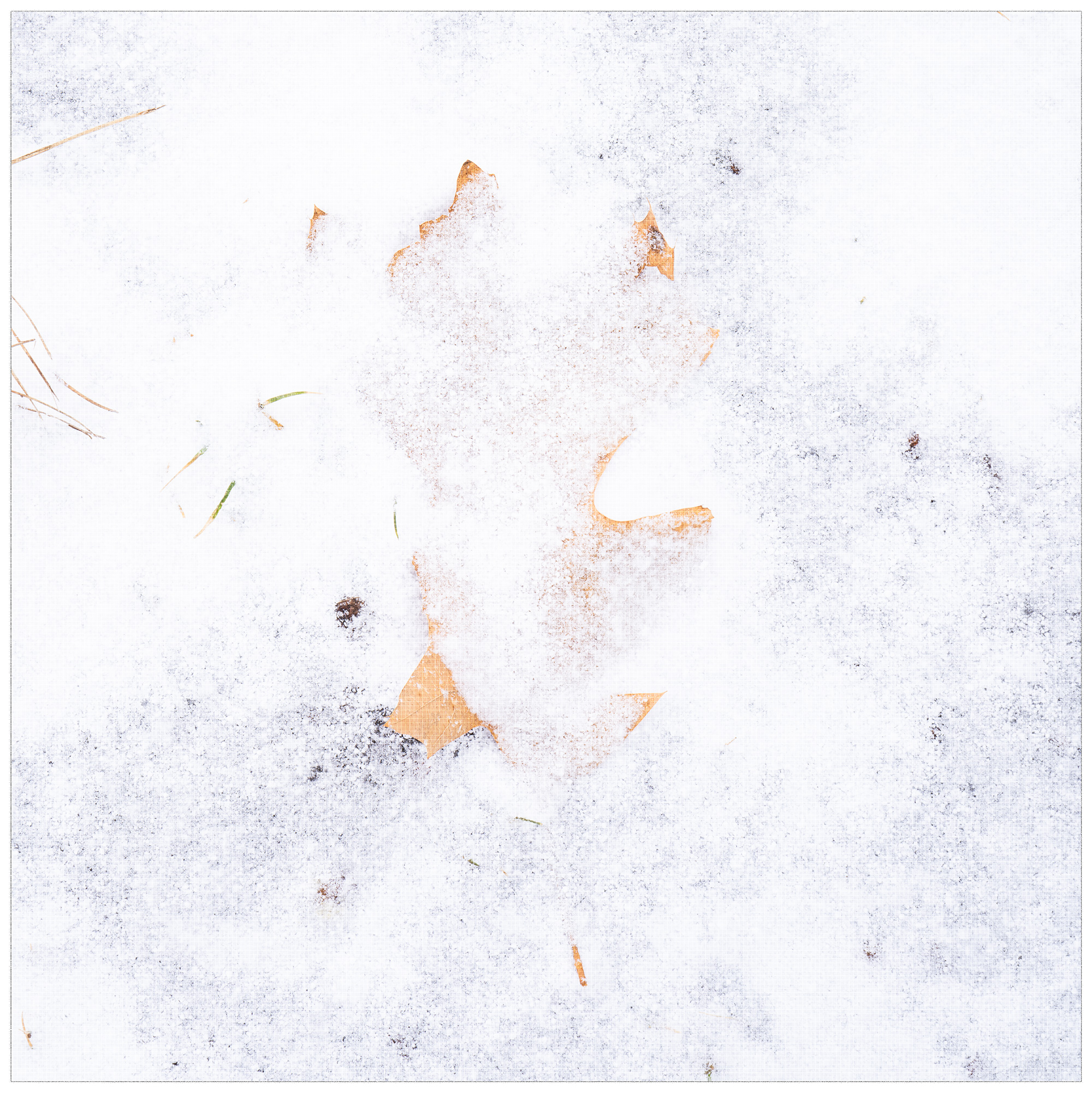 Leaf + Snow 2