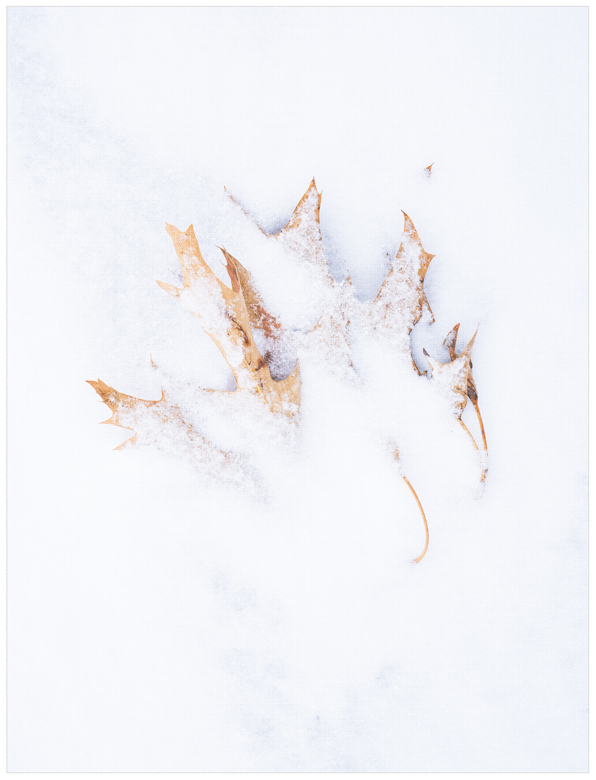 Leaf + Snow 4