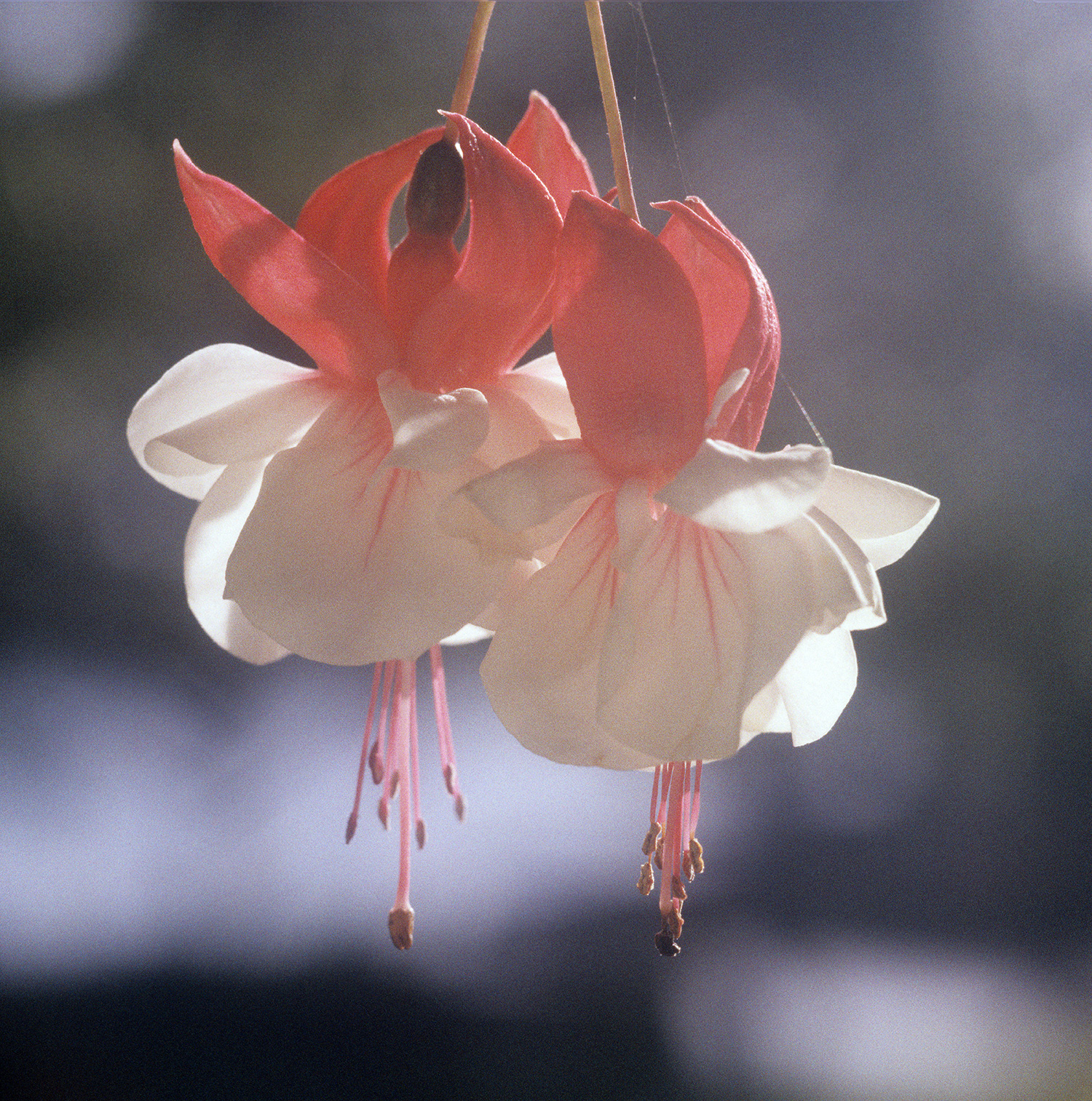 Fuchsia x Standishii