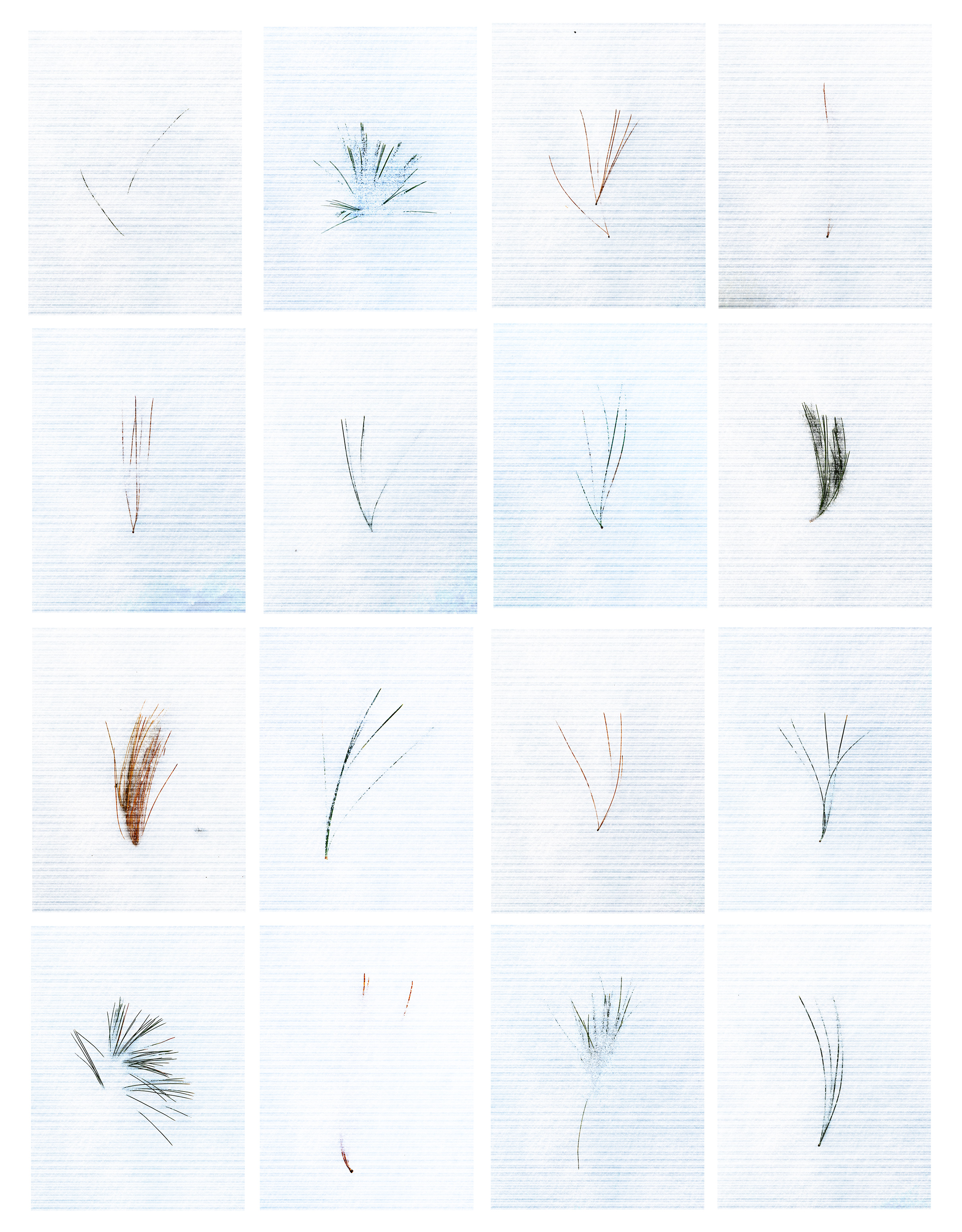 Tipping Point (pine + snow)