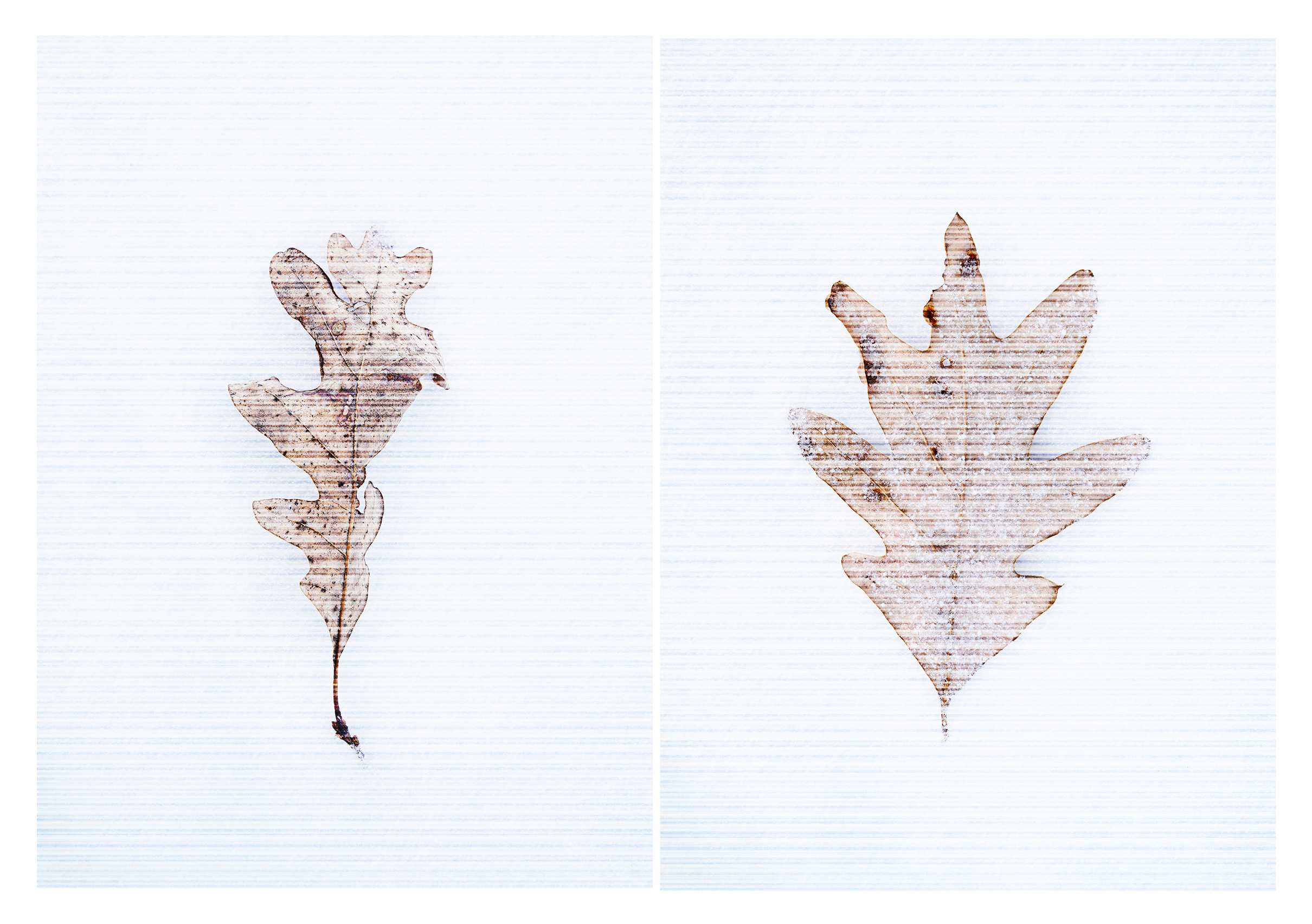 Leaves + Lines 2x