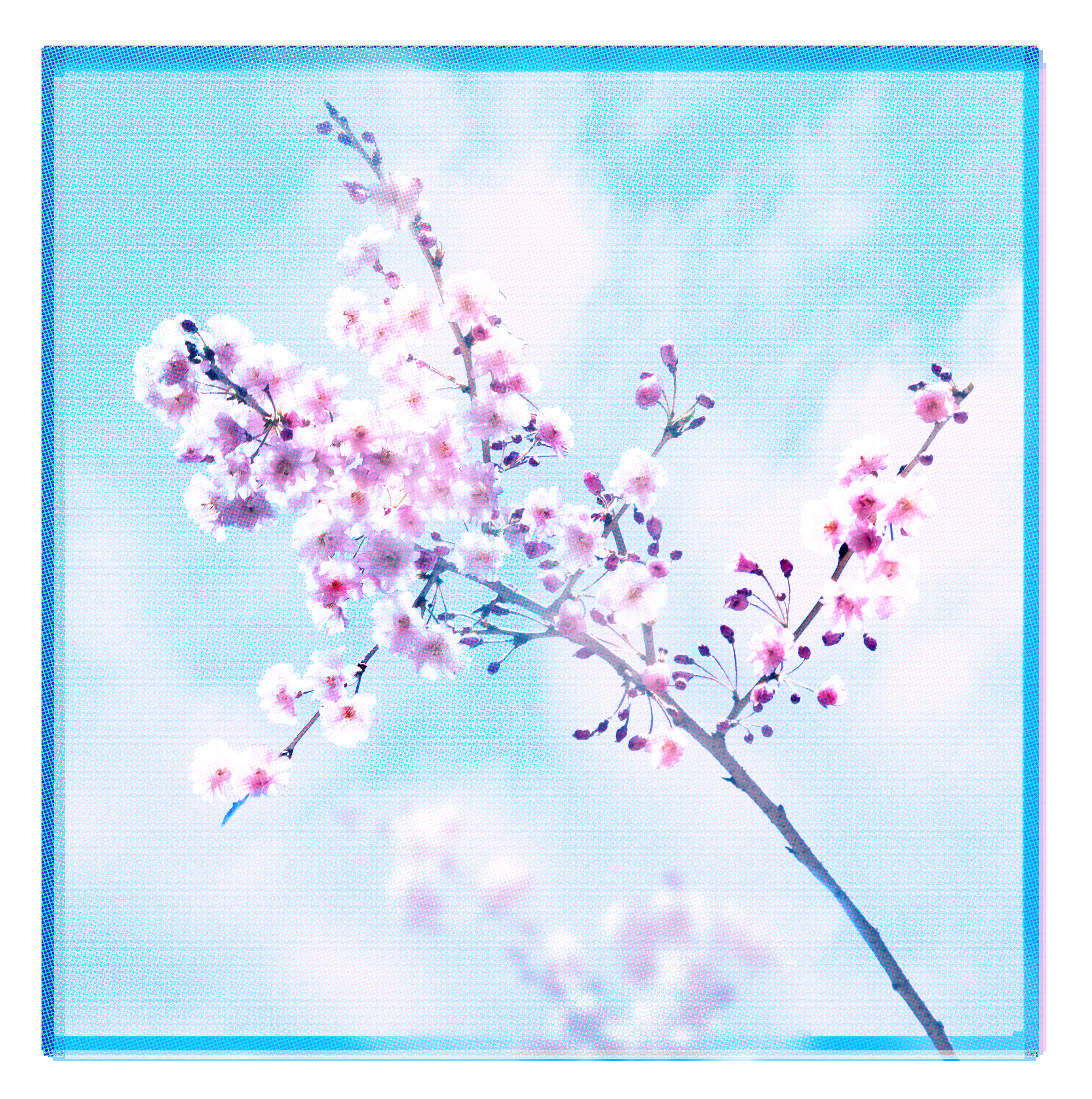Cherry Blossoms
