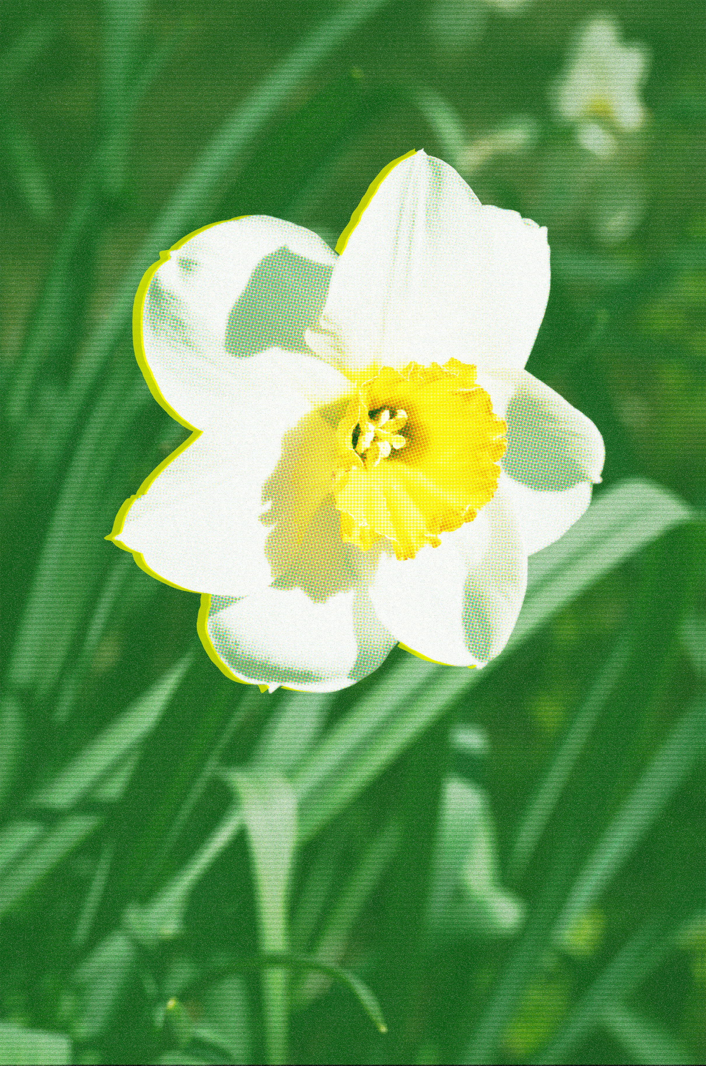 Daffodil
