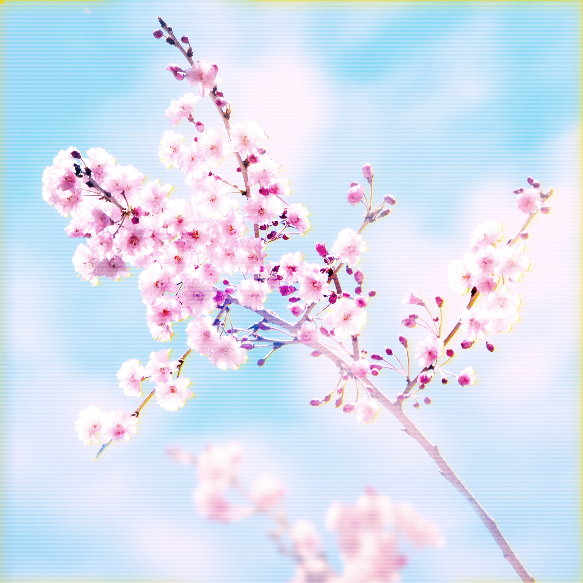 Kwanzan Cherry