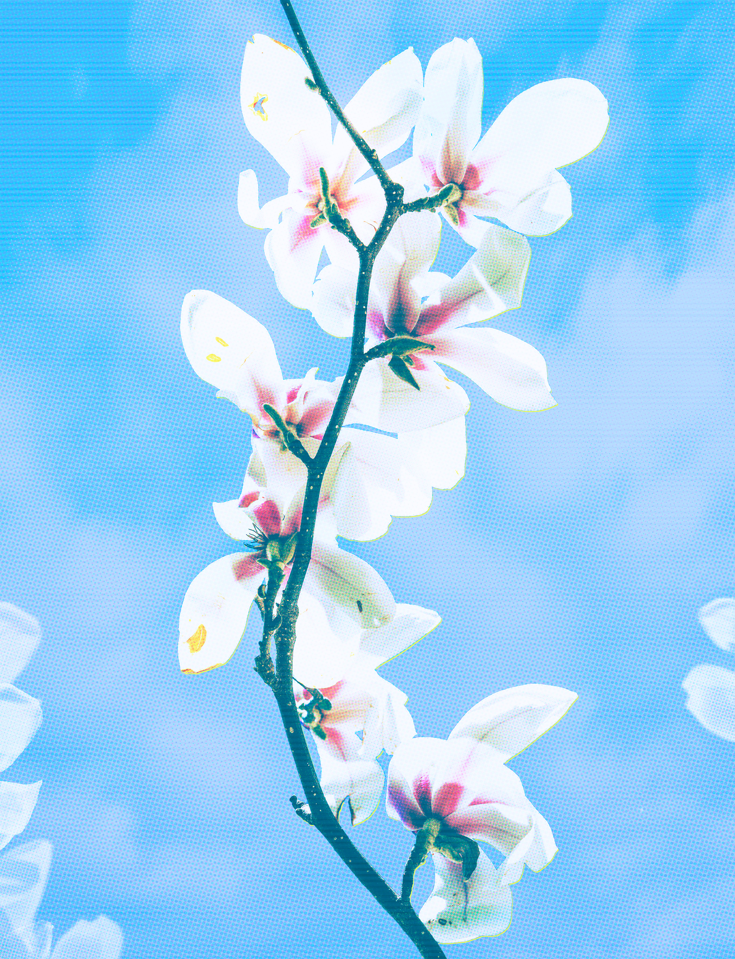 Magnolia