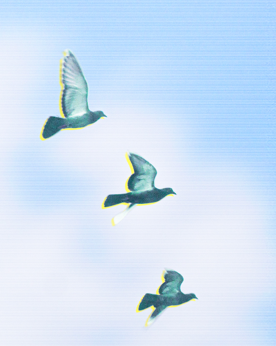 Detail of pigeons flying with clouds and graphics inspired by the Anthropocene.