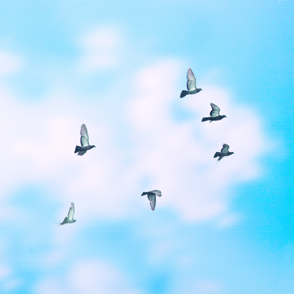 Ferry Pigeons II artwork by Harry Bartlett exploring the Anthropocene