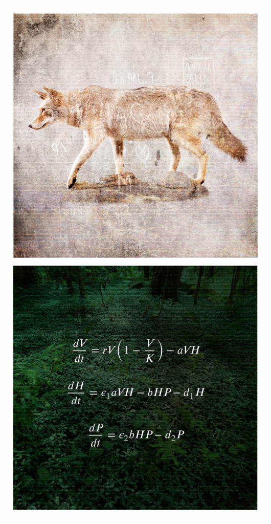 Contemporary fine art photography print featuring an eastern wolf combined with the Vegetation-Herbivore-Predator ecological model math formula.