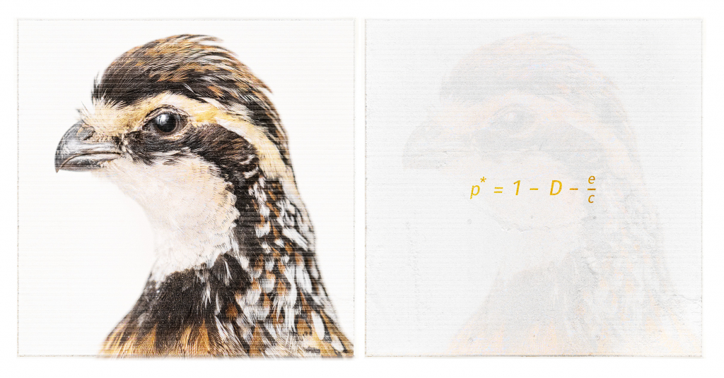 Fine art ecological photograph pairing a northern bobwhite quail with a graphic overlay of the mathematical Levins metapopulation model.