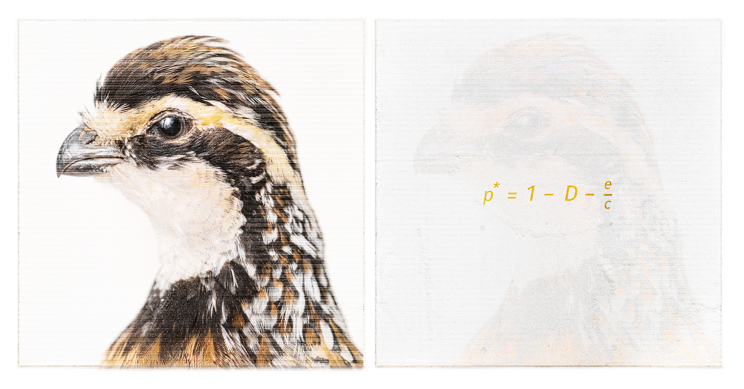 Bobwhite