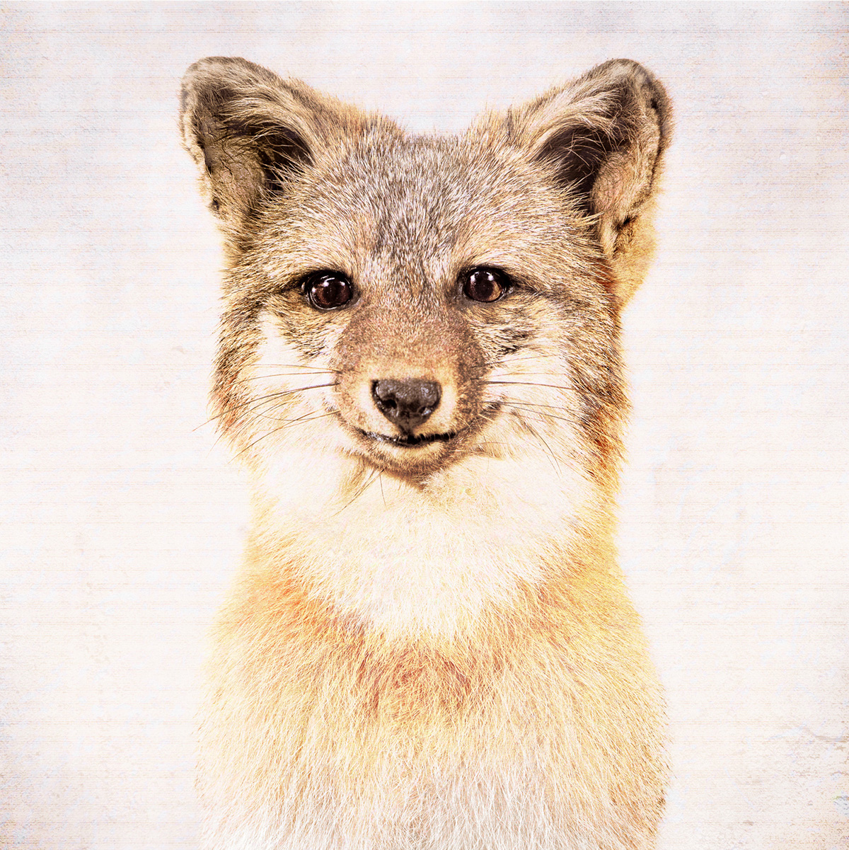 Gray Fox