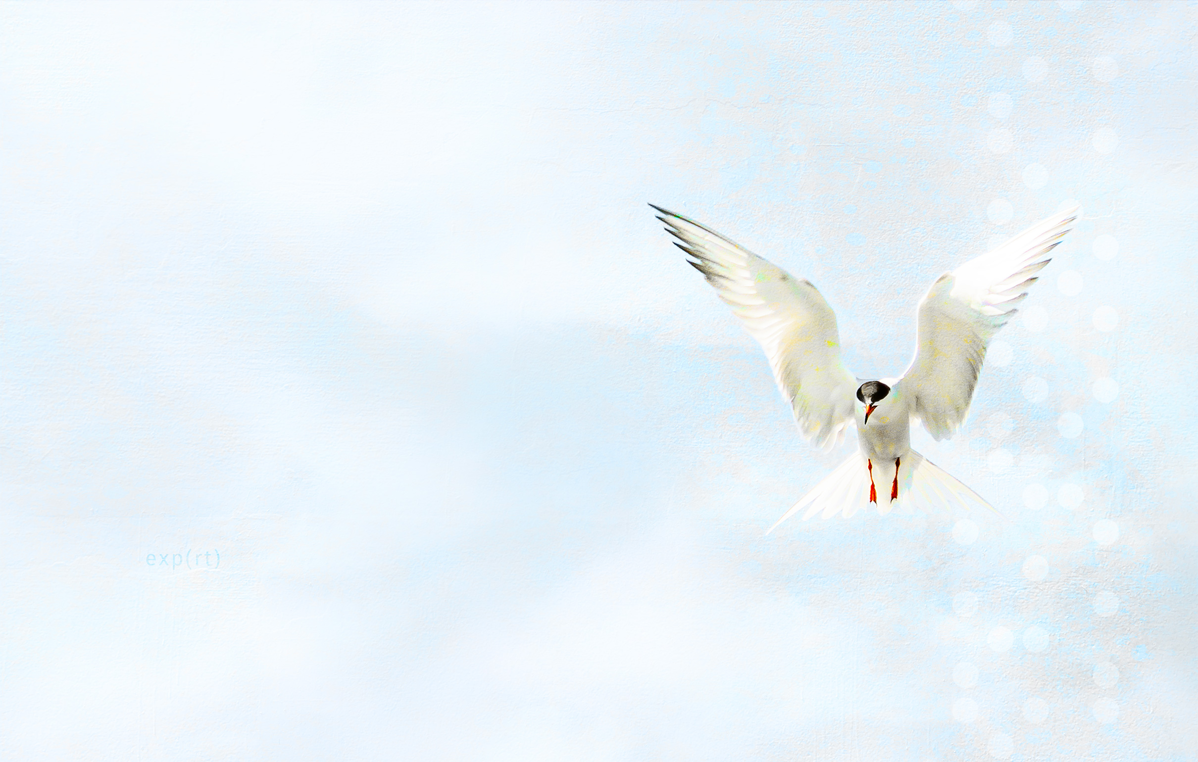 Tern II