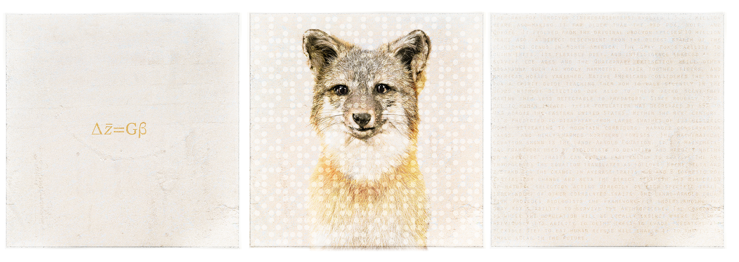 Fine art triptych featuring the Lande-Arnold Equation on the left panel, a gray fox portrait in the center, and evolutionary biology text on the right panel, titled Gray Fox Equation Triptych by Harry Bartlett.