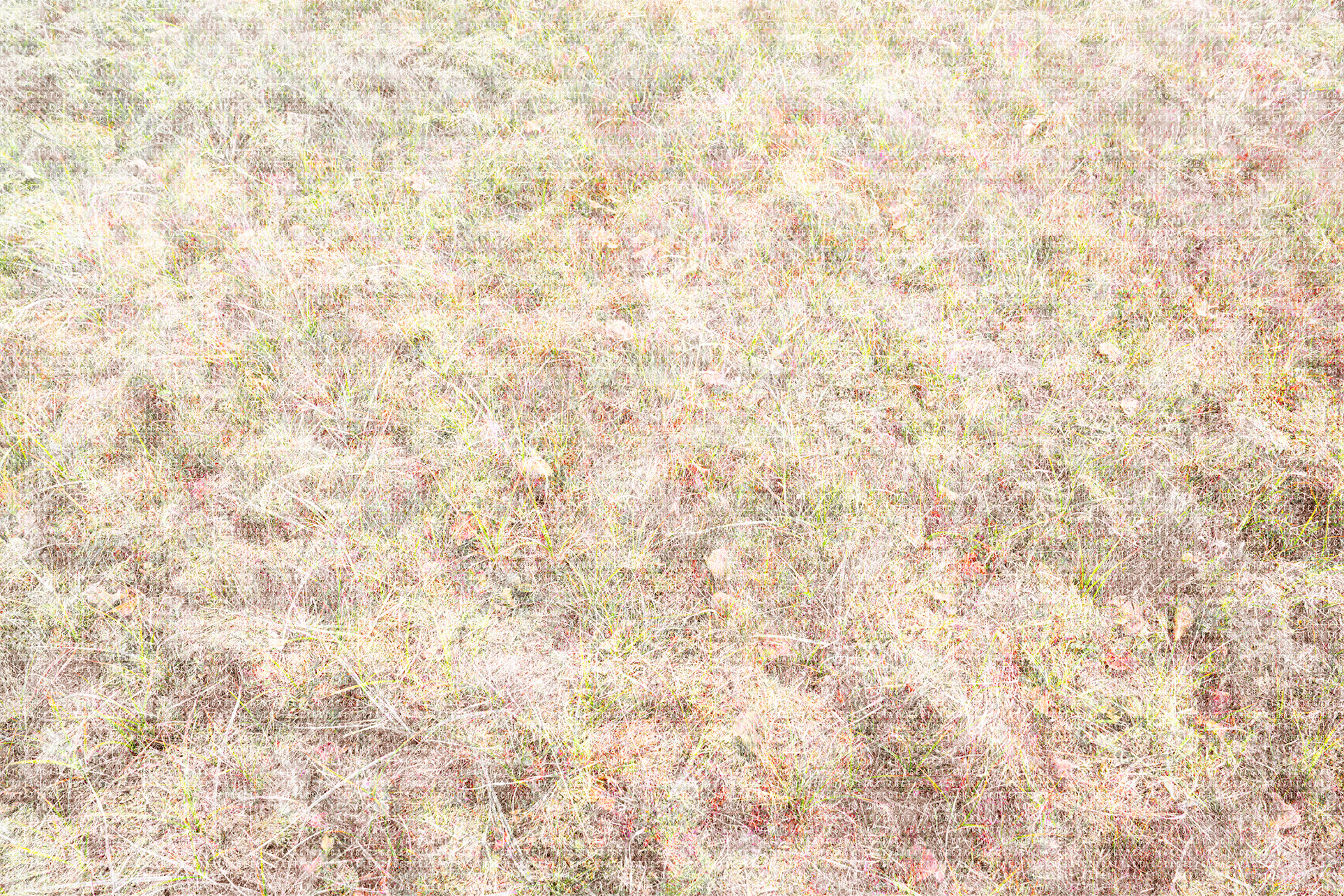 Grass II